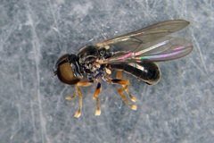 Dorylomorpha xanthopus