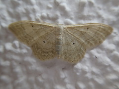 Idaea deversaria