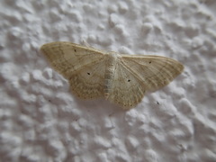 Idaea deversaria