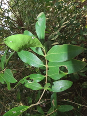 Tricalysia sonderiana
