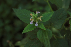 Teucrium vesicarium