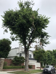 Ulmus americana