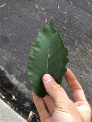 Ulmus americana