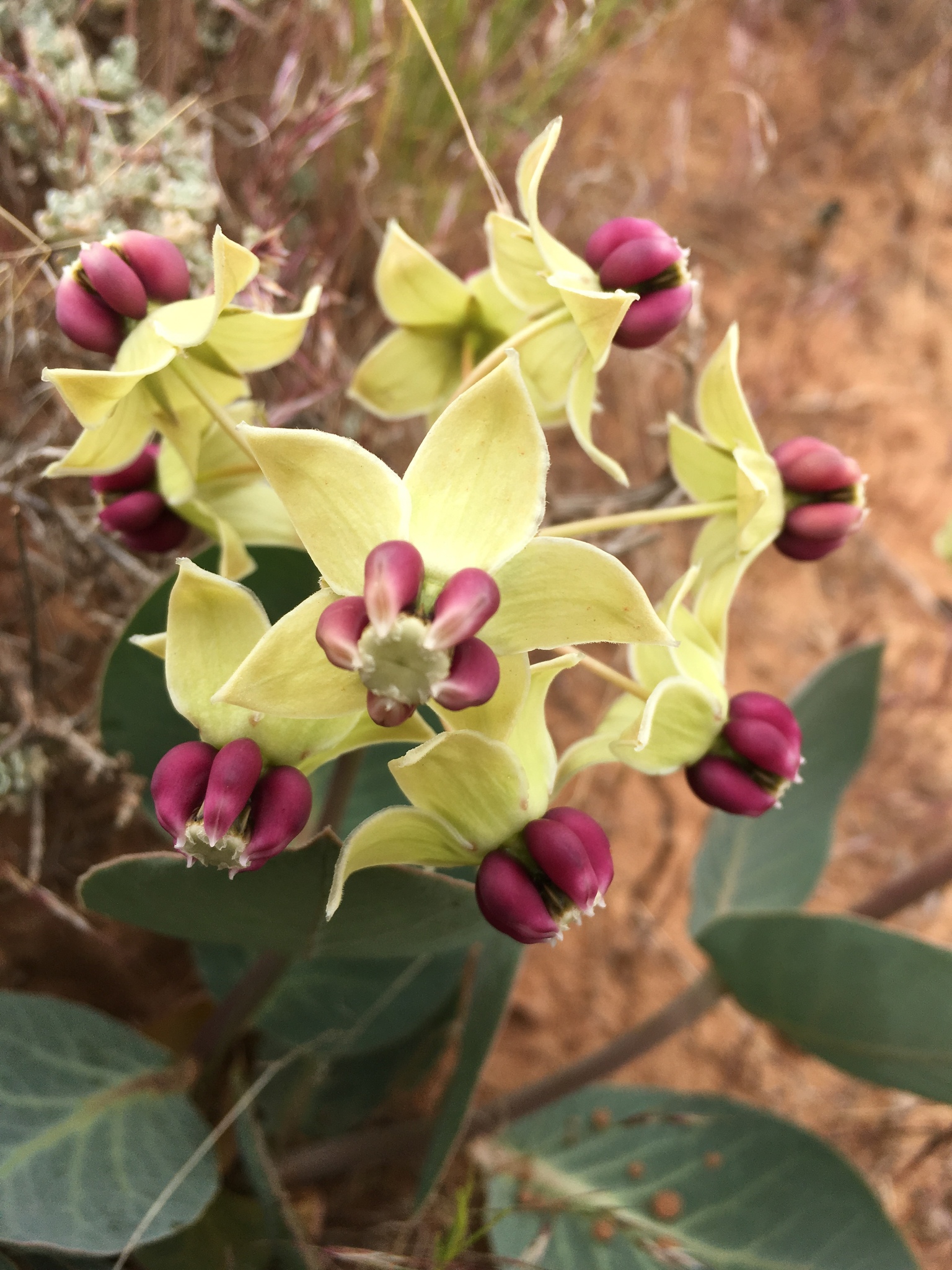 Asclepias cryptoceras ssp. cryptoceras
