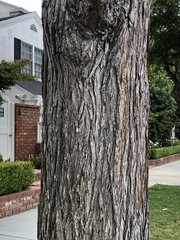 Ulmus americana
