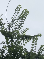 Ulmus americana
