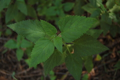 Teucrium vesicarium
