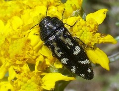 Acmaeodera connexa