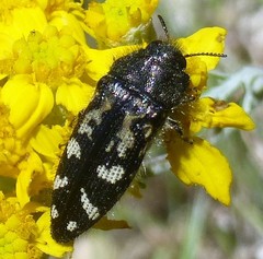 Acmaeodera connexa
