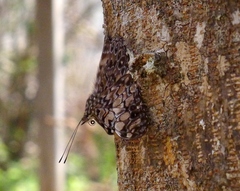 Hamadryas fornax