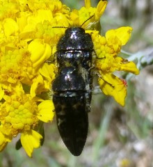 Acmaeodera connexa
