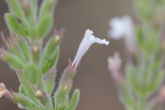 Hedeoma reverchonii serpyllifolia