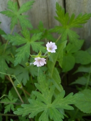 Geranium sibiricum