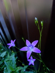 Campanula patula