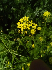 Bunias orientalis
