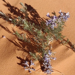 Sophora stenophylla