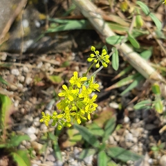 Isatis tinctoria