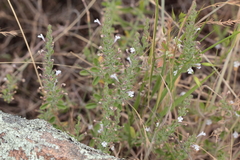 Hedeoma reverchonii serpyllifolia