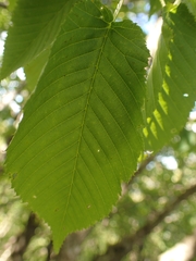 Carpinus cordata