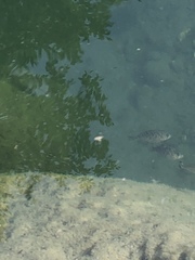 Hysterocarpus traskii pomo