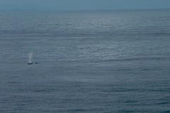 Balaenoptera physalus