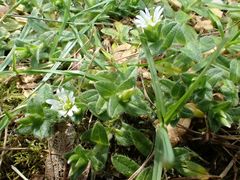 Cerastium holosteoides