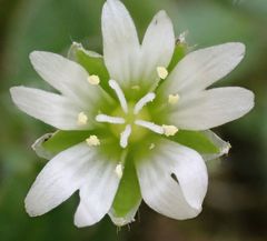 Cerastium holosteoides
