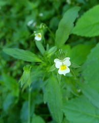 Viola arvensis