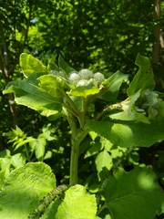 Arctium tomentosum