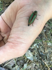 Buprestis striata