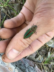 Buprestis striata