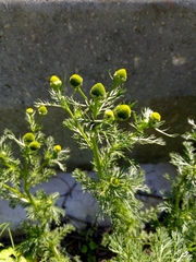 Matricaria discoidea