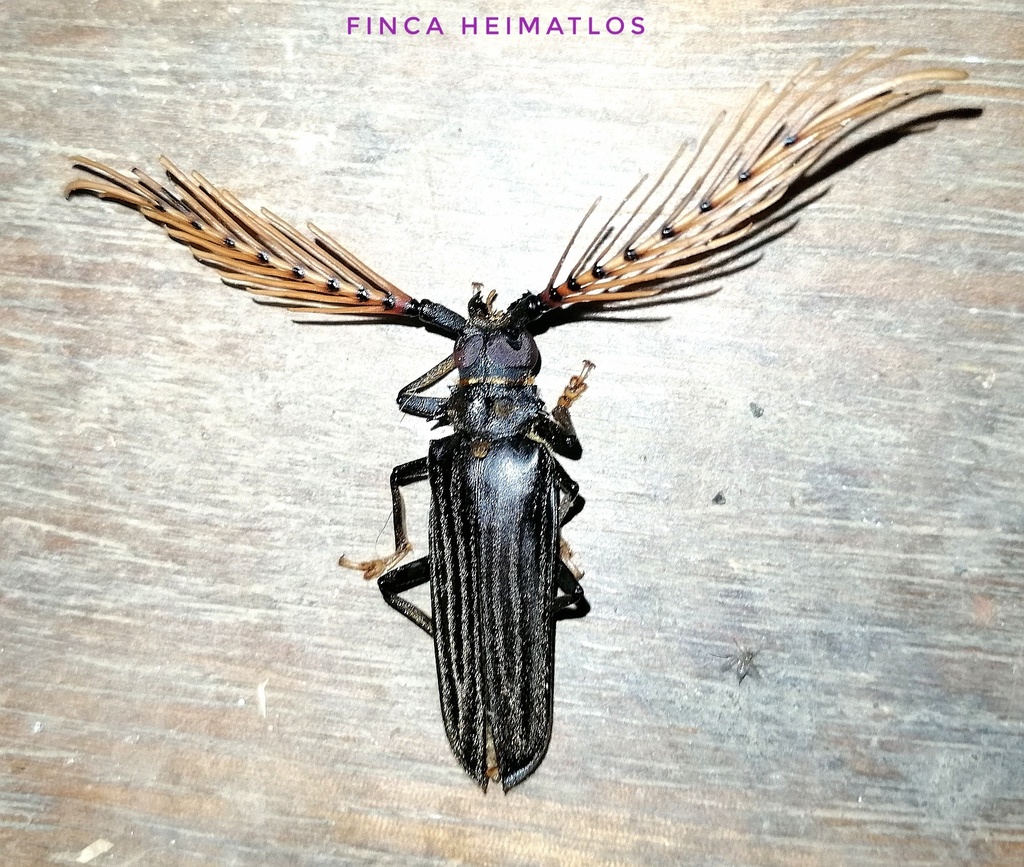 Sarifer flavirameus