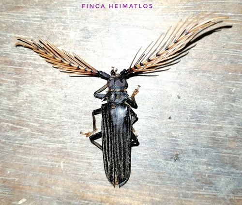 Sarifer flavirameus