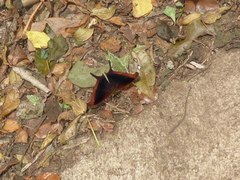 Marpesia zerynthia dentigera