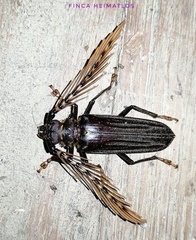 Sarifer flavirameus