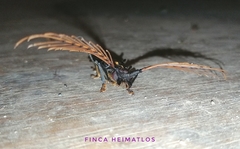 Sarifer flavirameus