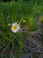 Tripleurospermum inodorum