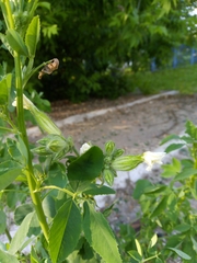 Silene latifolia alba