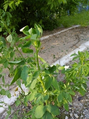 Silene latifolia alba