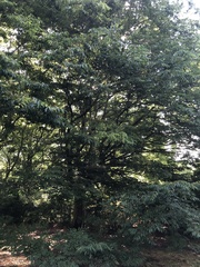 Zelkova
