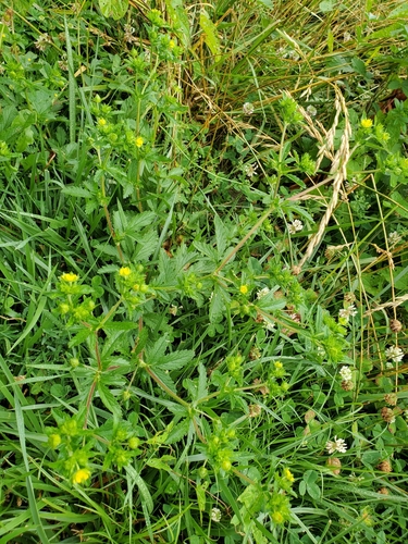 Potentilla norvegica iNat (3)