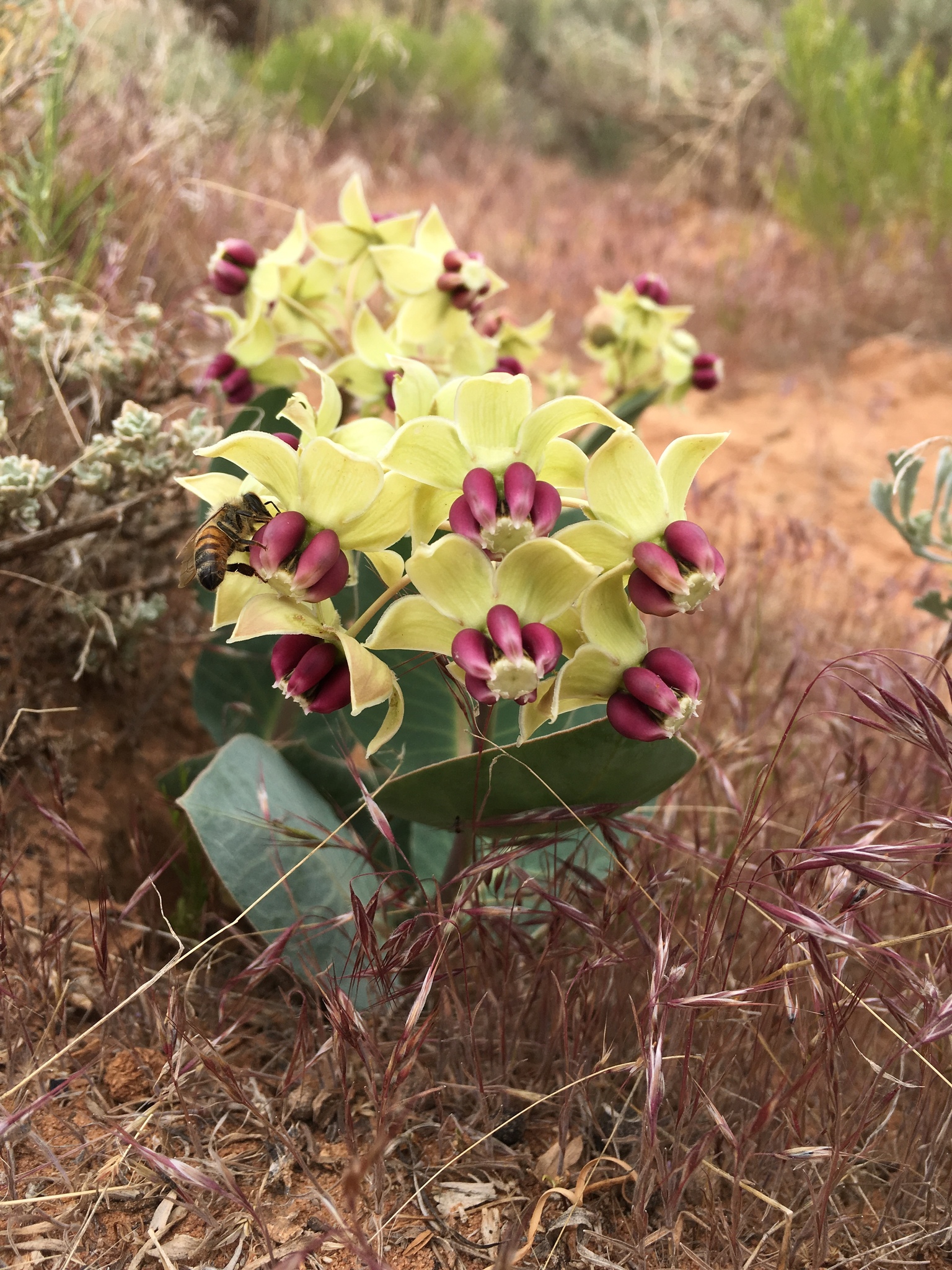 Asclepias cryptoceras