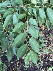 Zelkova