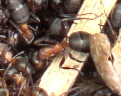 Formica