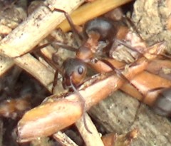 Formica