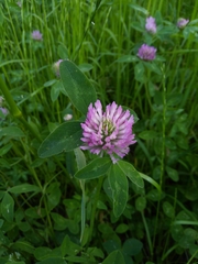 Trifolium pratense