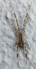 Episinus maculipes