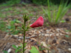 Tephrosia spicata