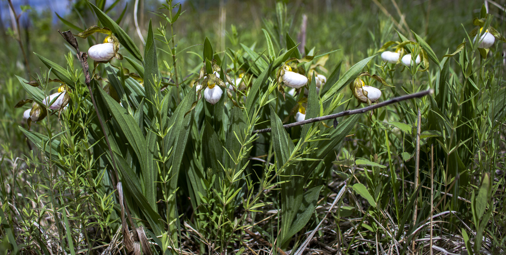 Cypripedium candidum